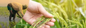 Sustainable Rice Farming Boosting Yields & Protecting Soil