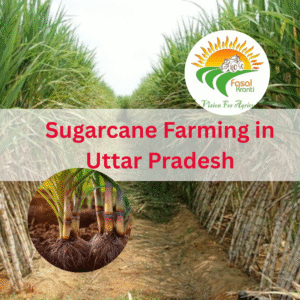 Sugarcane Farming in Uttar Pradesh