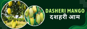 Dasheri Mango
