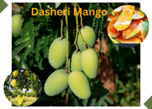 Dasheri Mango