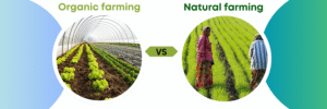 Natural Farming vs Organic farming