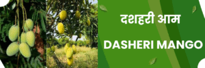 dasheri Mango