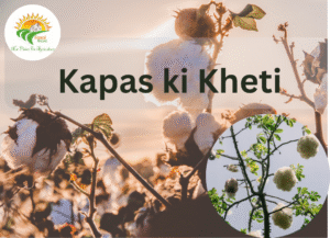 Kapas Ki Kheti
