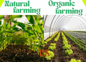 Natural farming vs organic farming