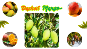 Dasheri Mango