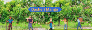 Dasheri Mango
