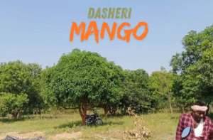 Dasheri Mango