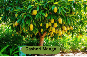 Dasheri mango