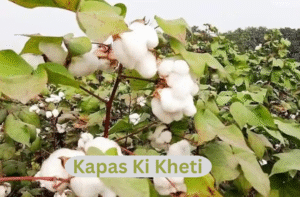 Kapas ki Kheti